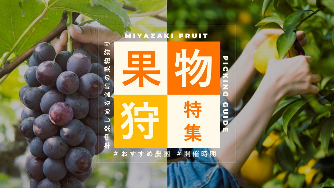 宮崎フルーツ狩り2026｜今行ける旬のいちご・ぶどう食べ放題！おすすめ時期と人気農園-1