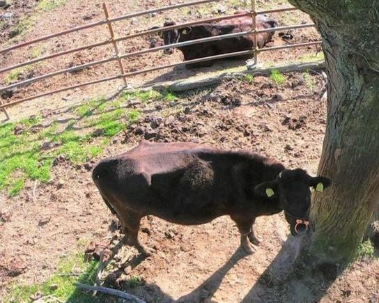 牛のえさやり体験-1