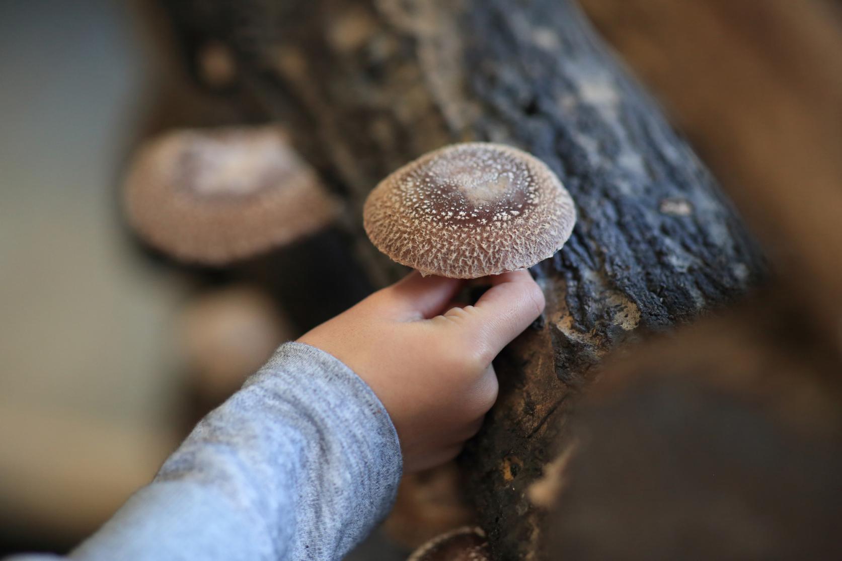 しいたけ収穫体験-0