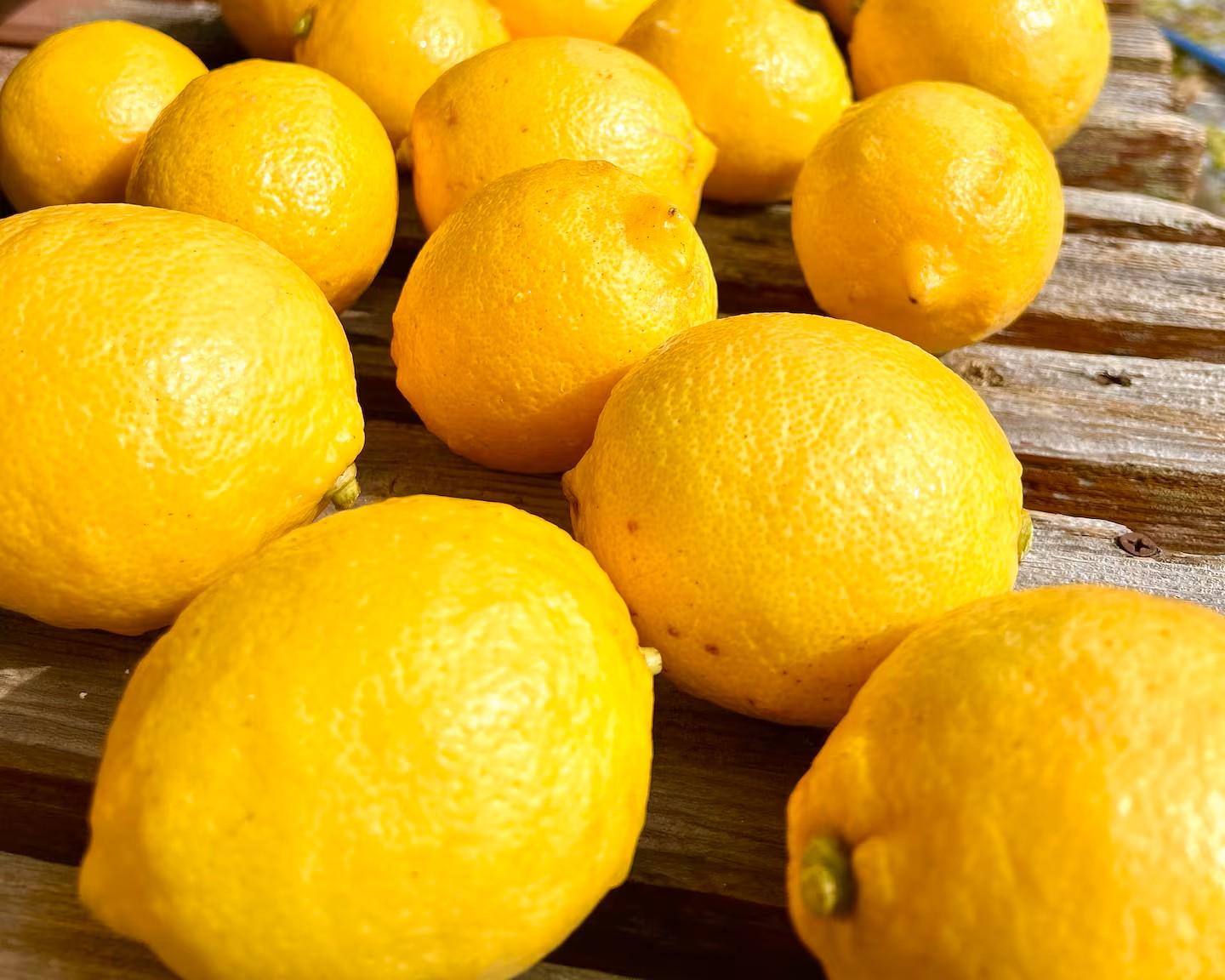 裏庭の果樹園で収穫体験-0