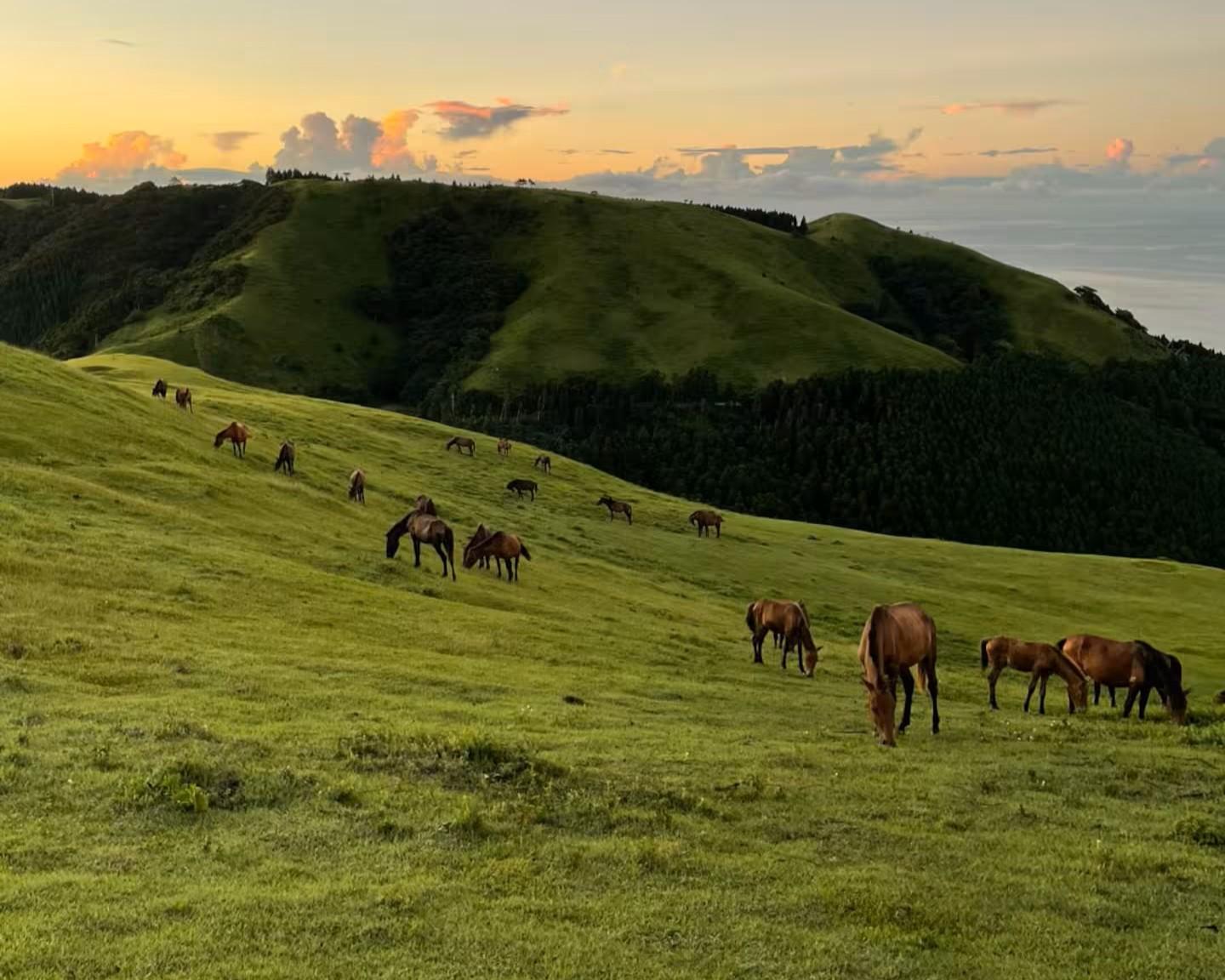 都井岬ガイド-1