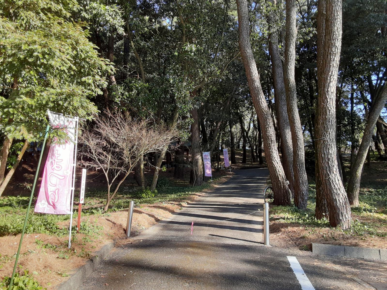 駐車場から本殿までの通路-0