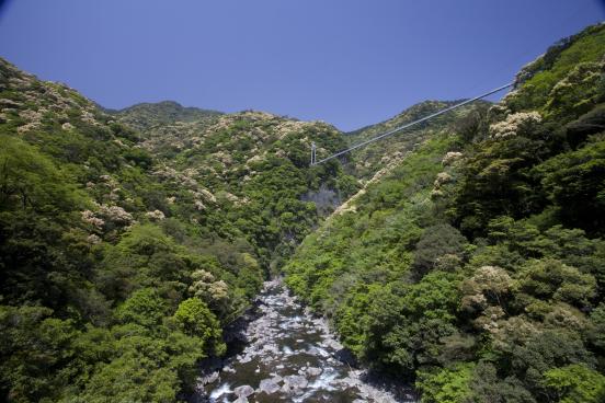 綾の照葉大吊橋-3