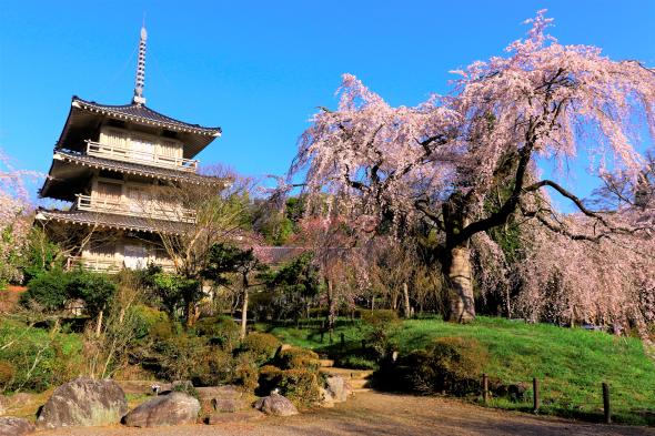 浄専寺-0