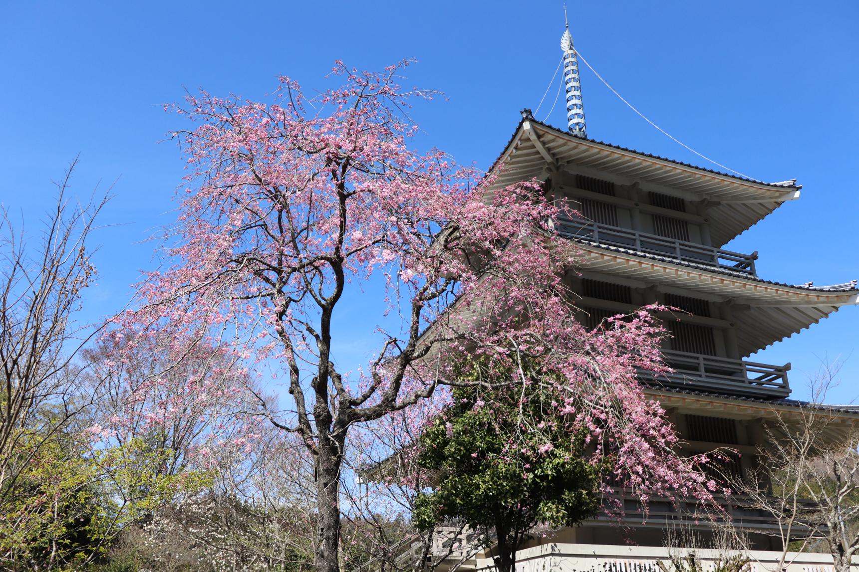 浄専寺-1