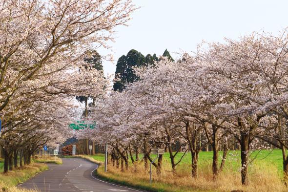 まきばの桜-3