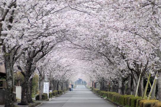 まきばの桜-4
