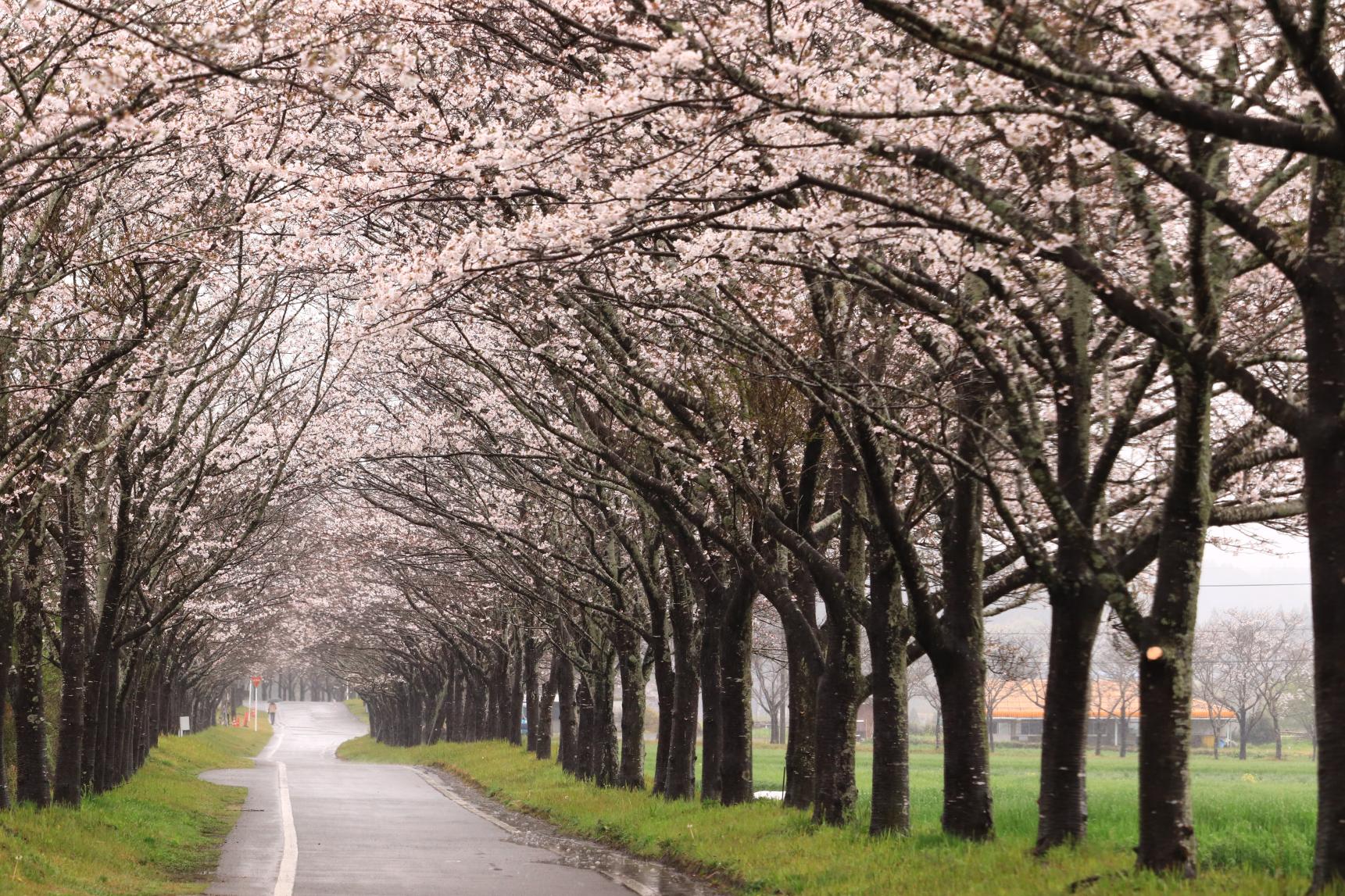 まきばの桜-2