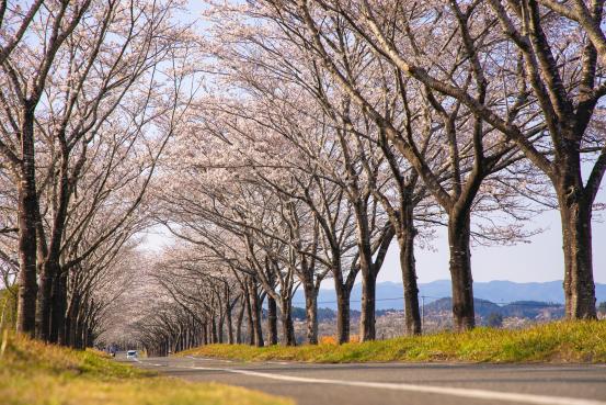 まきばの桜-1