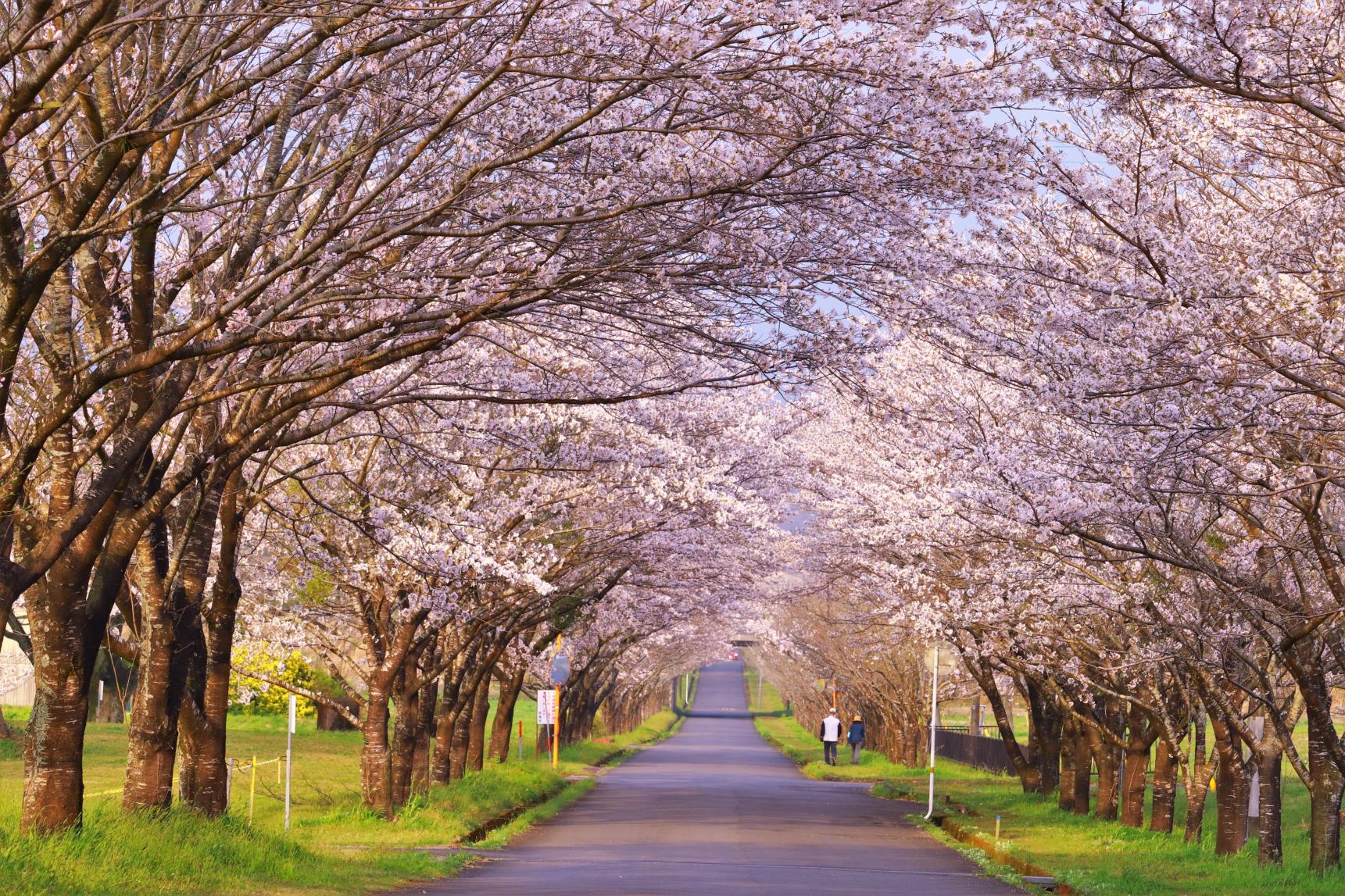 まきばの桜-1