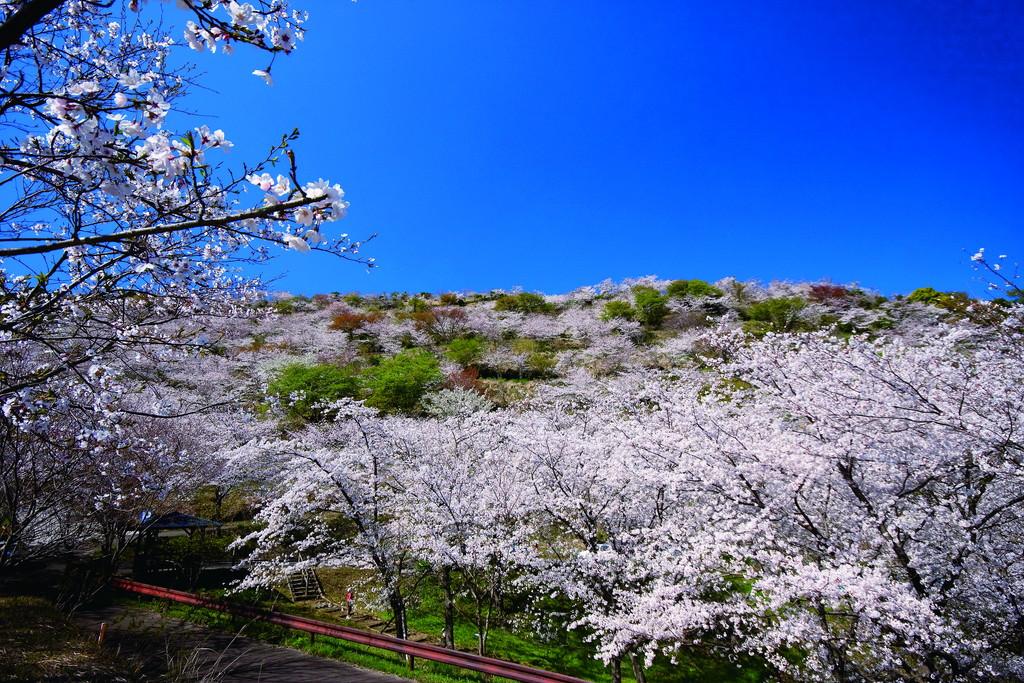 花立公園-5