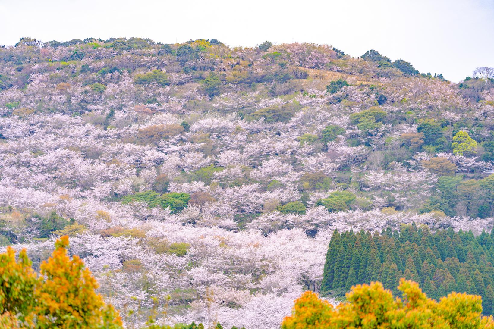 花立公園の桜【日南市】-1