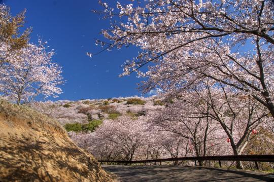 花立公園-4