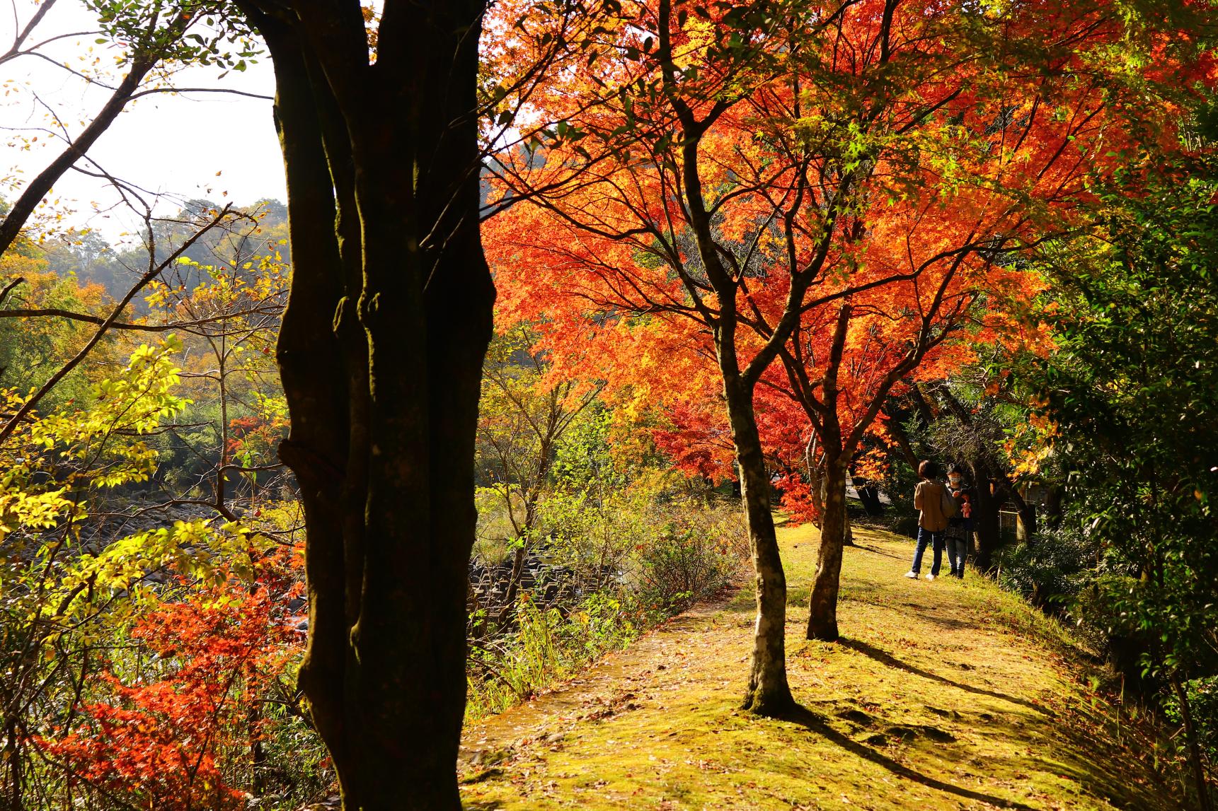 青井岳自然公園-2