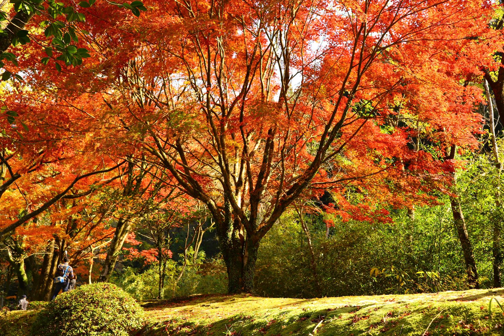 青井岳自然公園-1