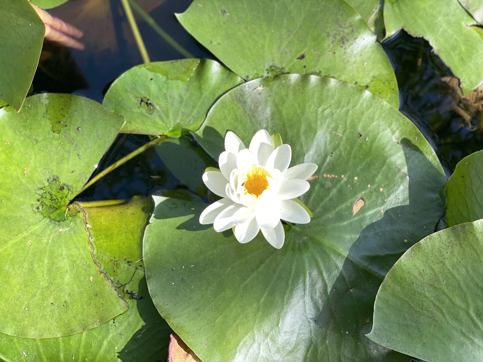 延岡植物園-3