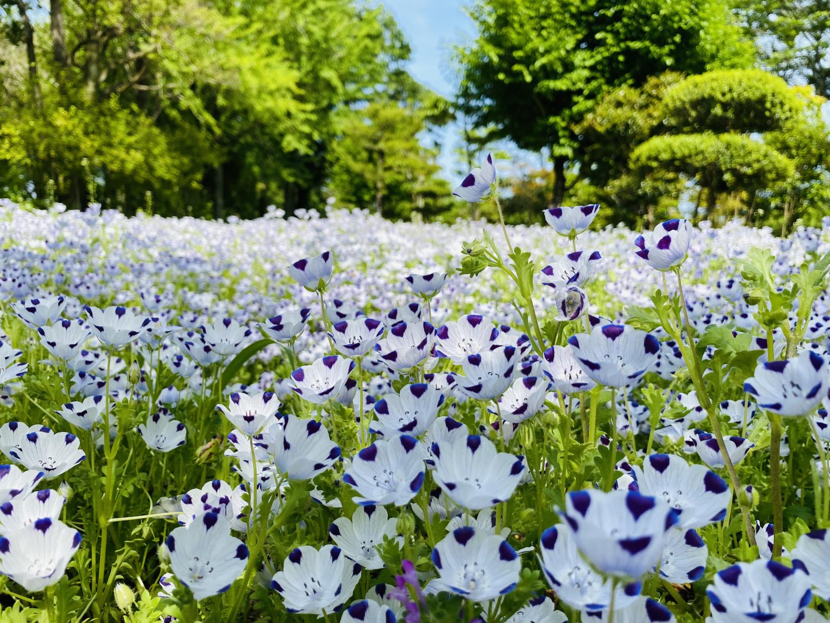 延岡植物園-1