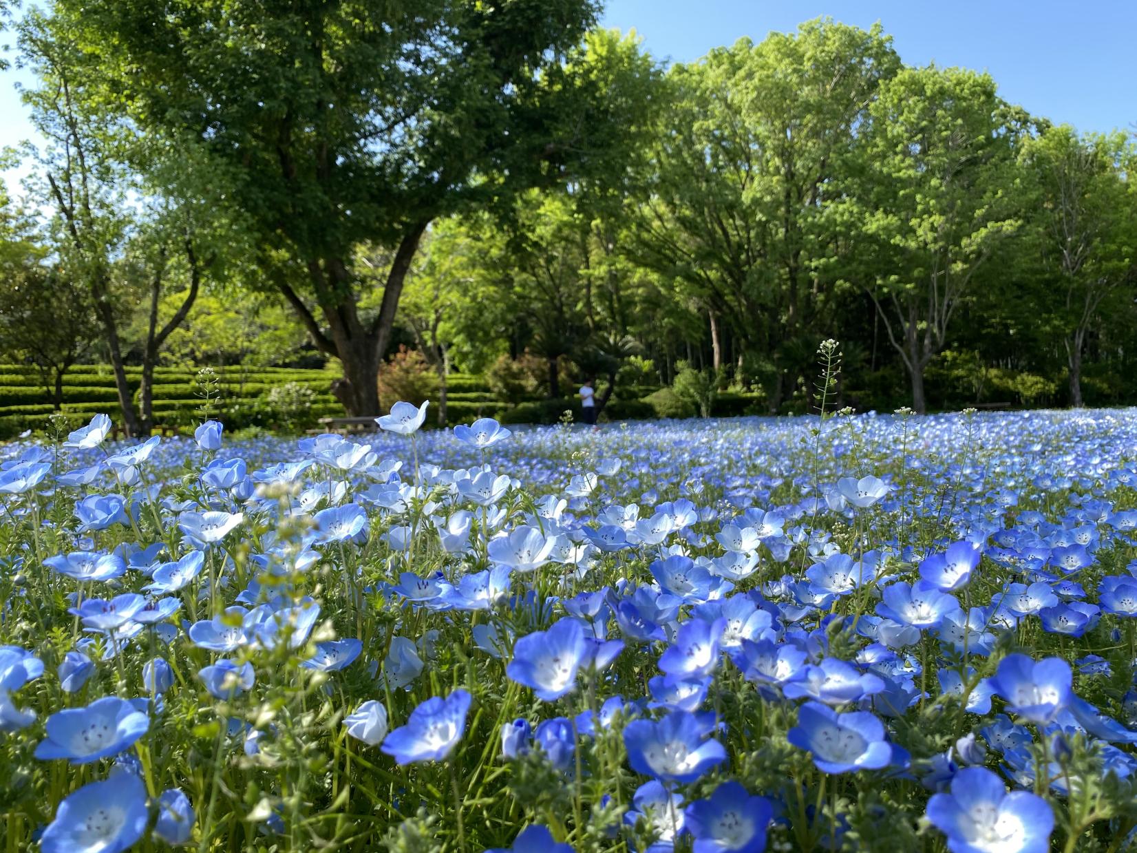 延岡植物園-1