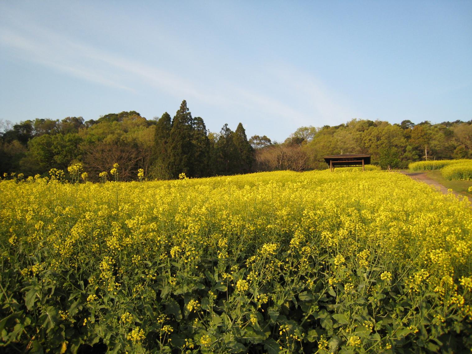 延岡植物園-6