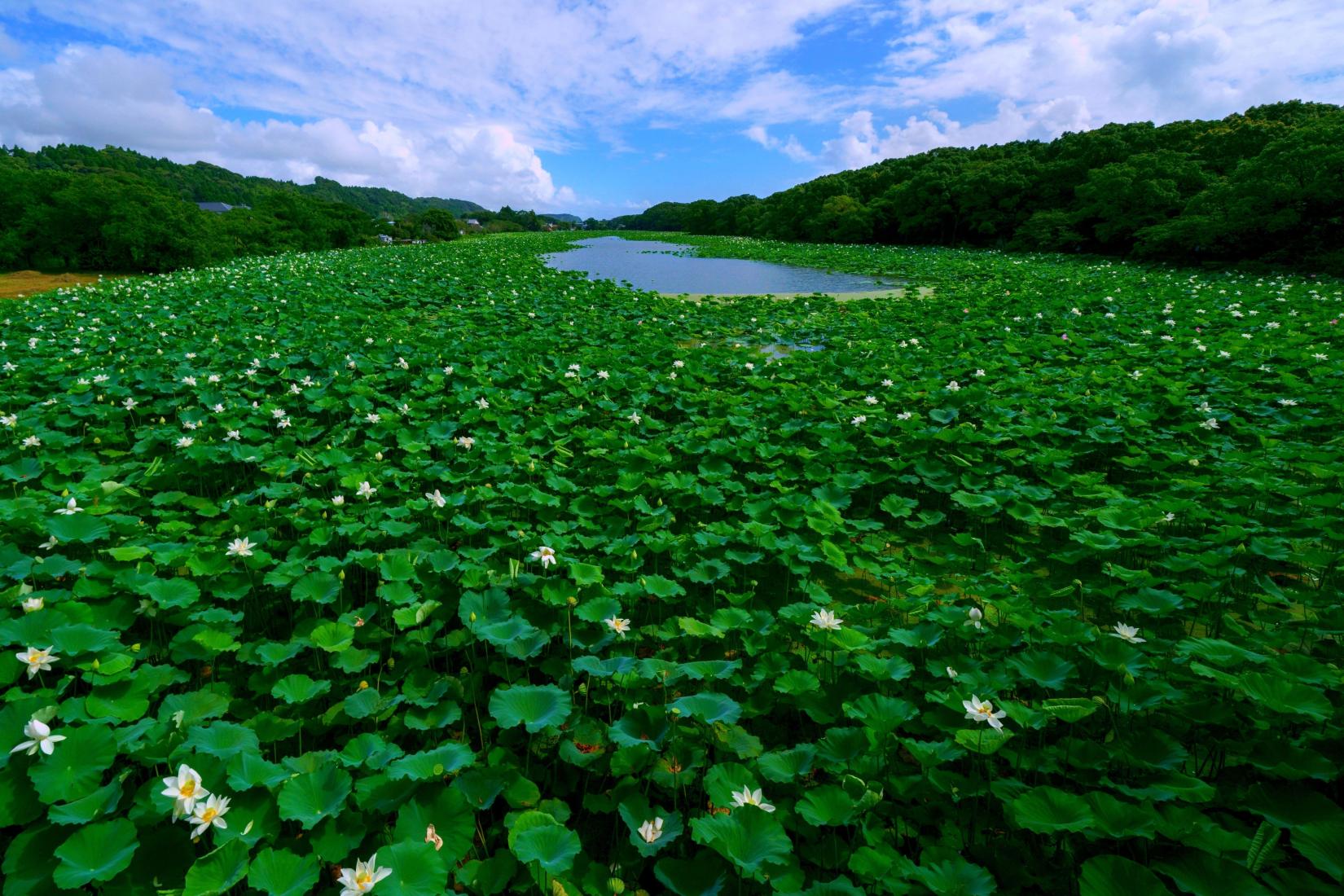 Komizugaike lake, Mizunuma Shrine-5