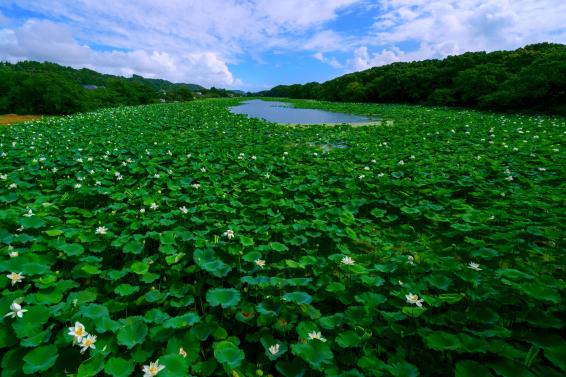 Komizugaike lake, Mizunuma Shrine-5