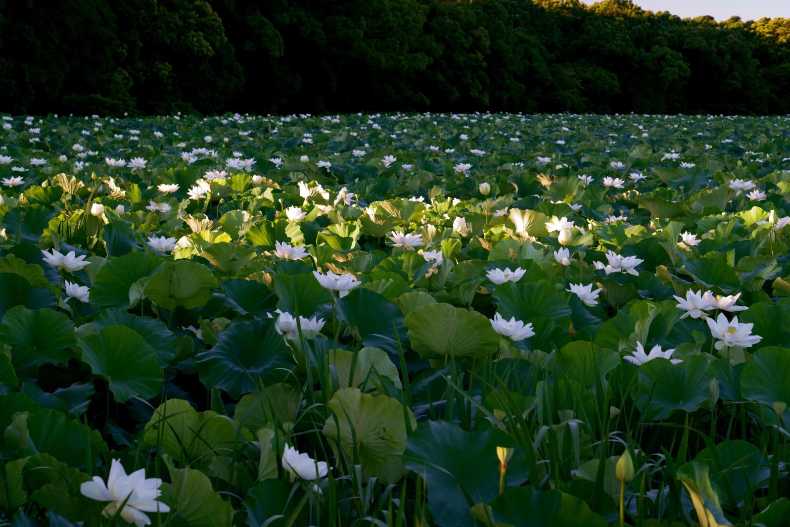 Komizugaike lake, Mizunuma Shrine-4