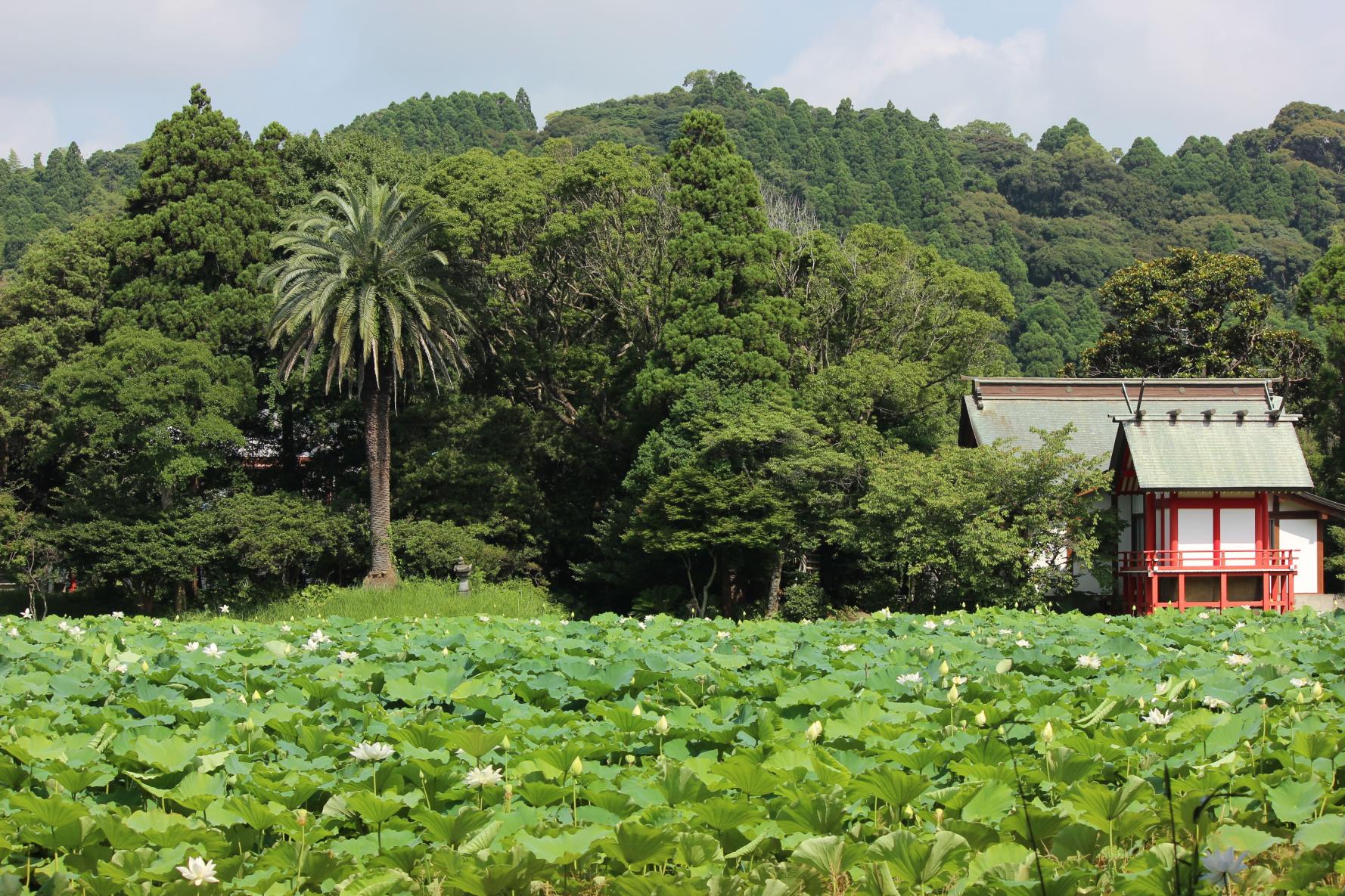 Komizugaike lake, Mizunuma Shrine-8