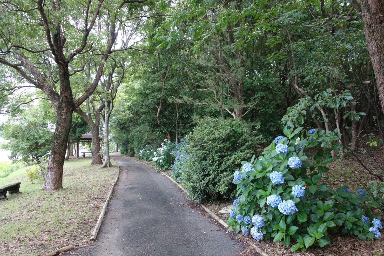 Komizugaike lake, Mizunuma Shrine-6