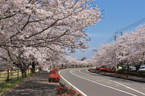 観音池公園-5