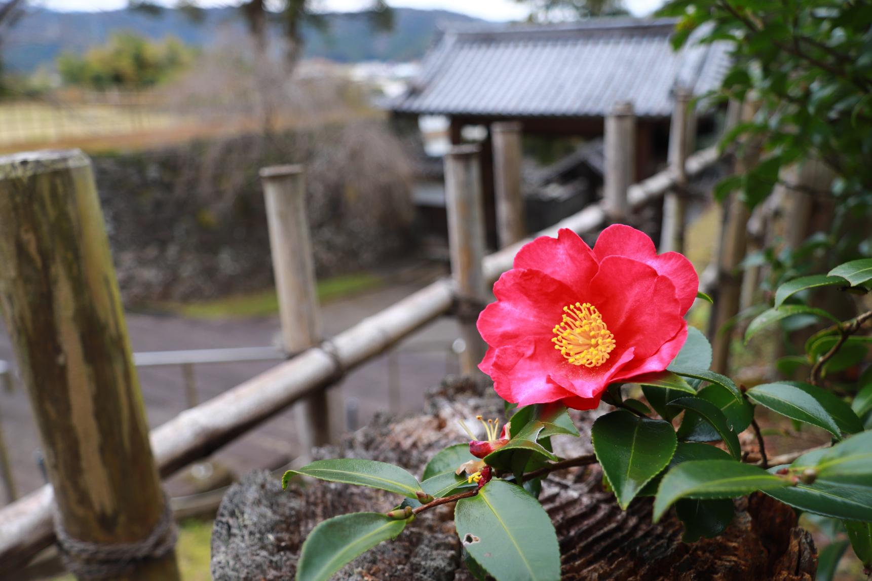 延岡城跡・城山公園-3