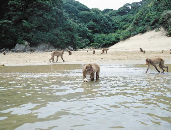 幸島-7