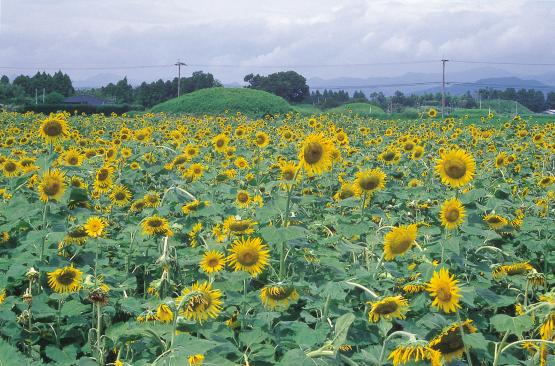 持田古墳群、高鍋大師-0