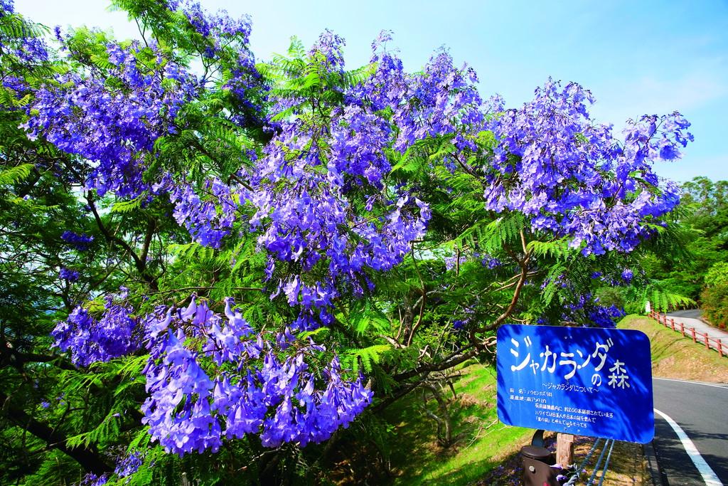 【終了】ジャカランダまつり-0