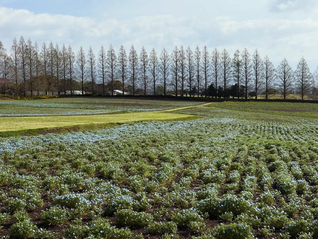 【2026】生駒高原はなフェスタ-2