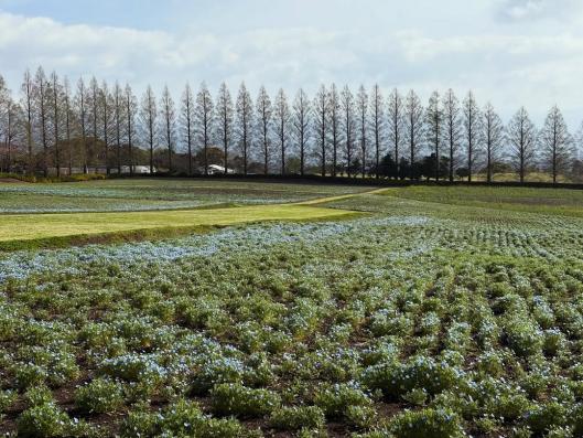 【2026】生駒高原はなフェスタ-2