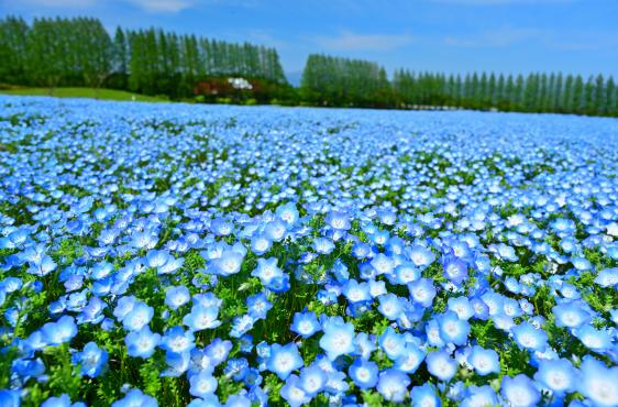 【終了】生駒高原はなフェスタ-1
