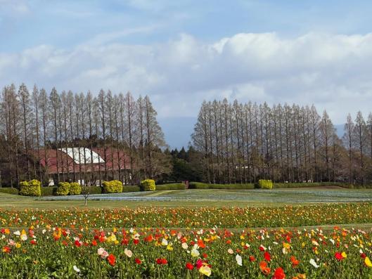 【2026】生駒高原はなフェスタ-0