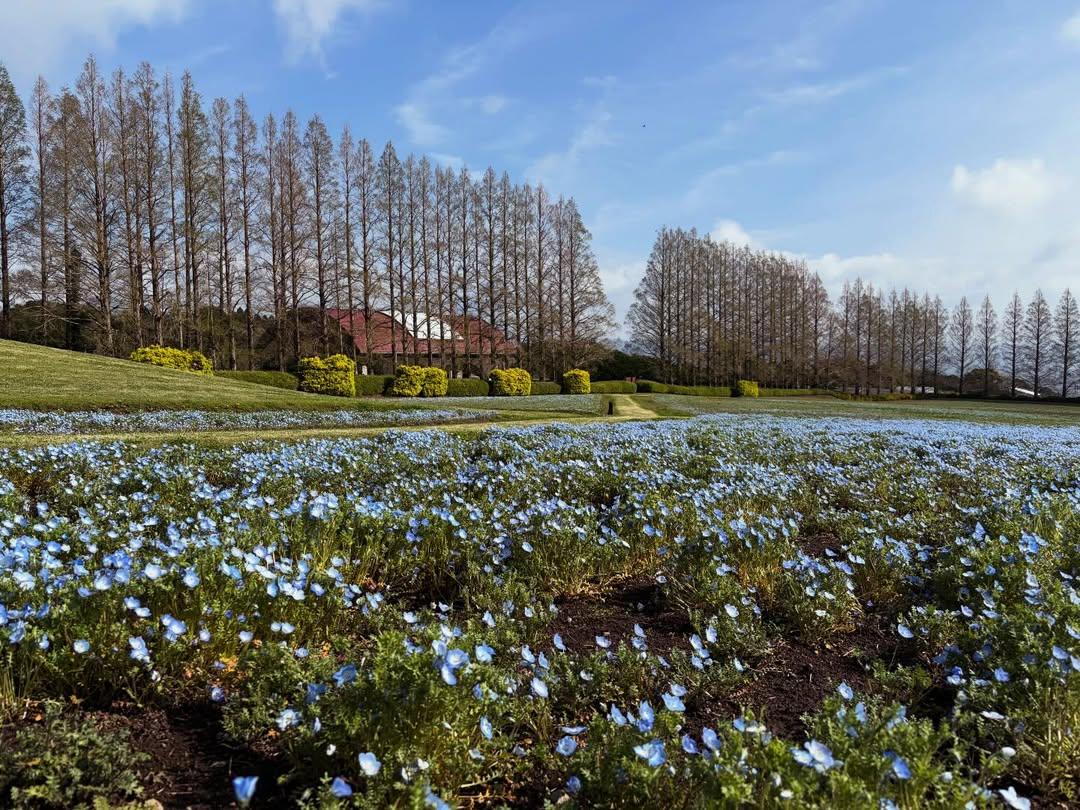【2026】生駒高原はなフェスタ-1