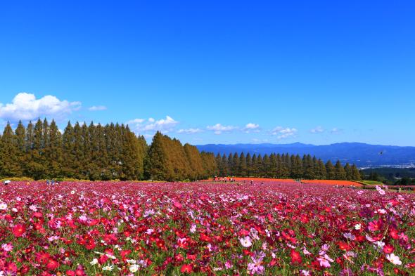 生駒高原コスモスまつり-2