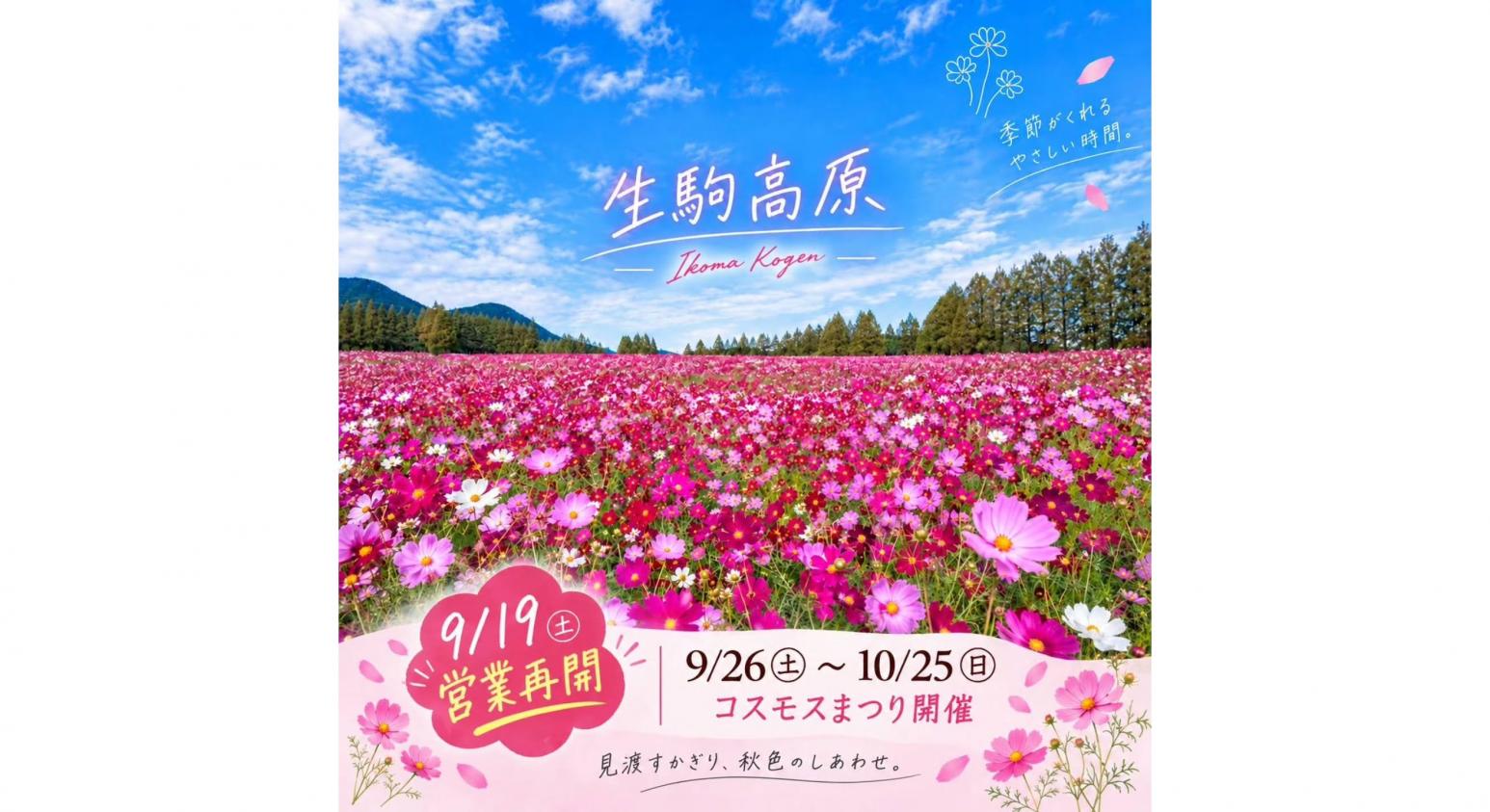 【2026】生駒高原コスモスまつり-1