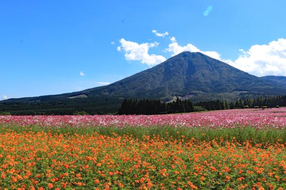 【終了】生駒高原コスモスまつり-1