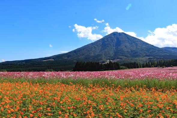 生駒高原コスモスまつり-1