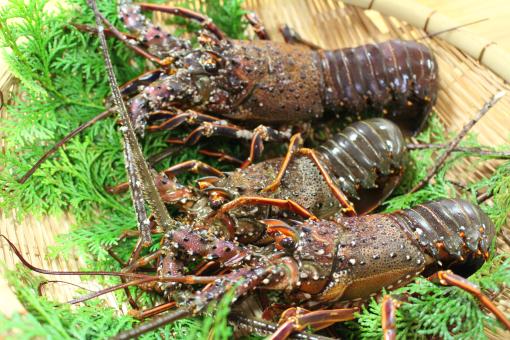 【～11/30】東九州伊勢えび海道　伊勢えび祭り-2