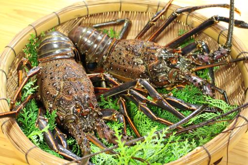 【～11/30】東九州伊勢えび海道　伊勢えび祭り-3