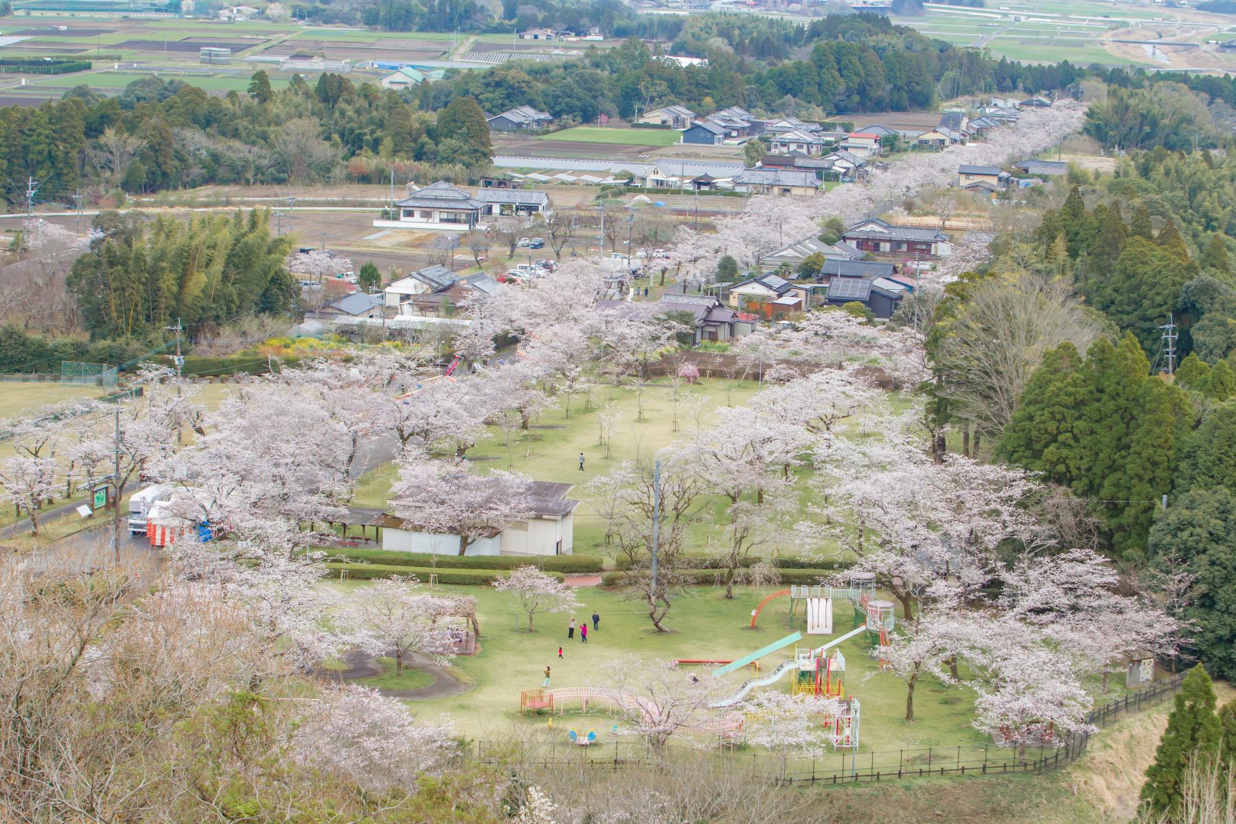 【2025】第75回都城もちお桜まつり-4