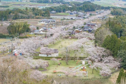 【終了】都城もちお桜まつり-4