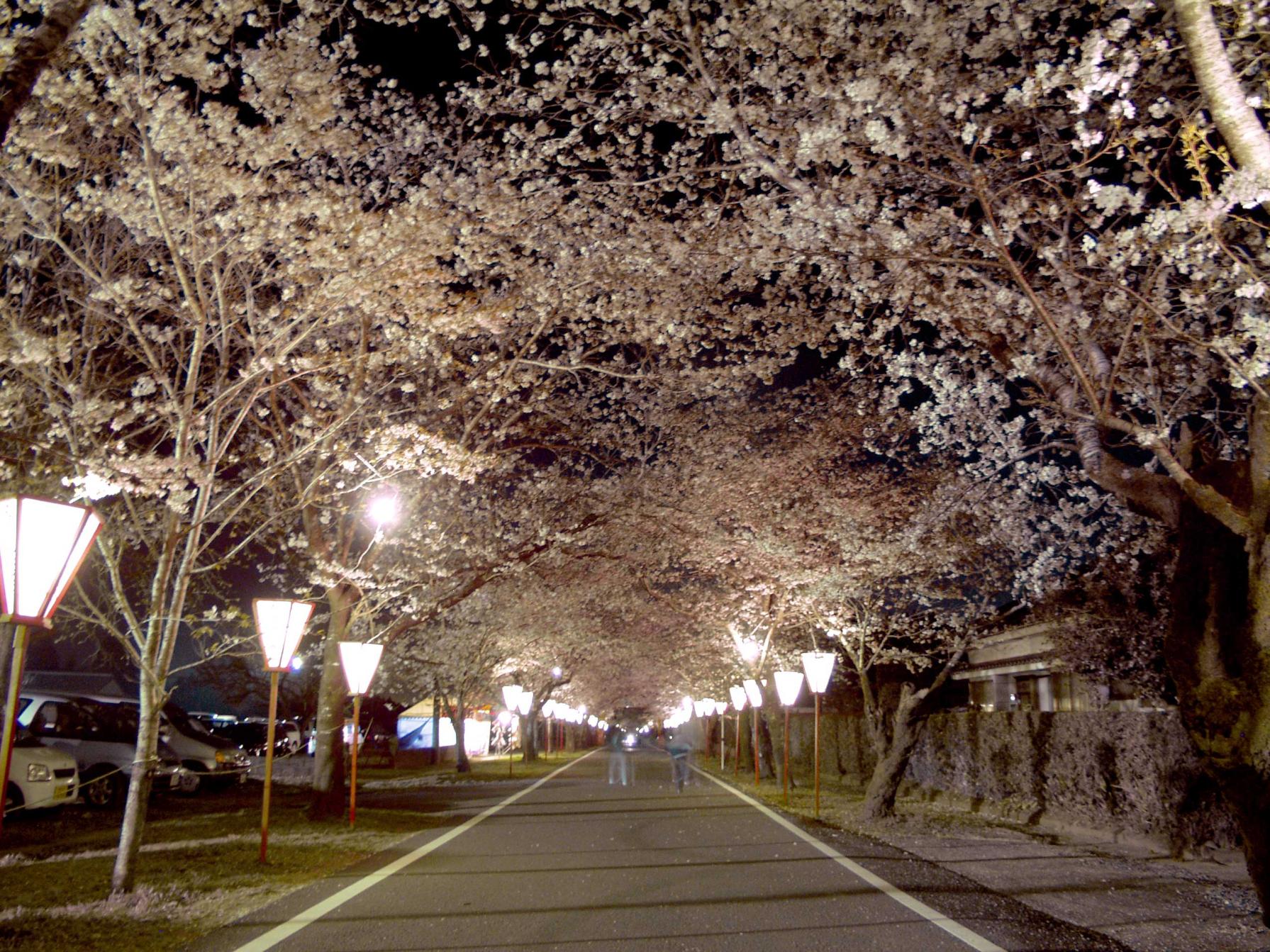 【終了】都城もちお桜まつり-3