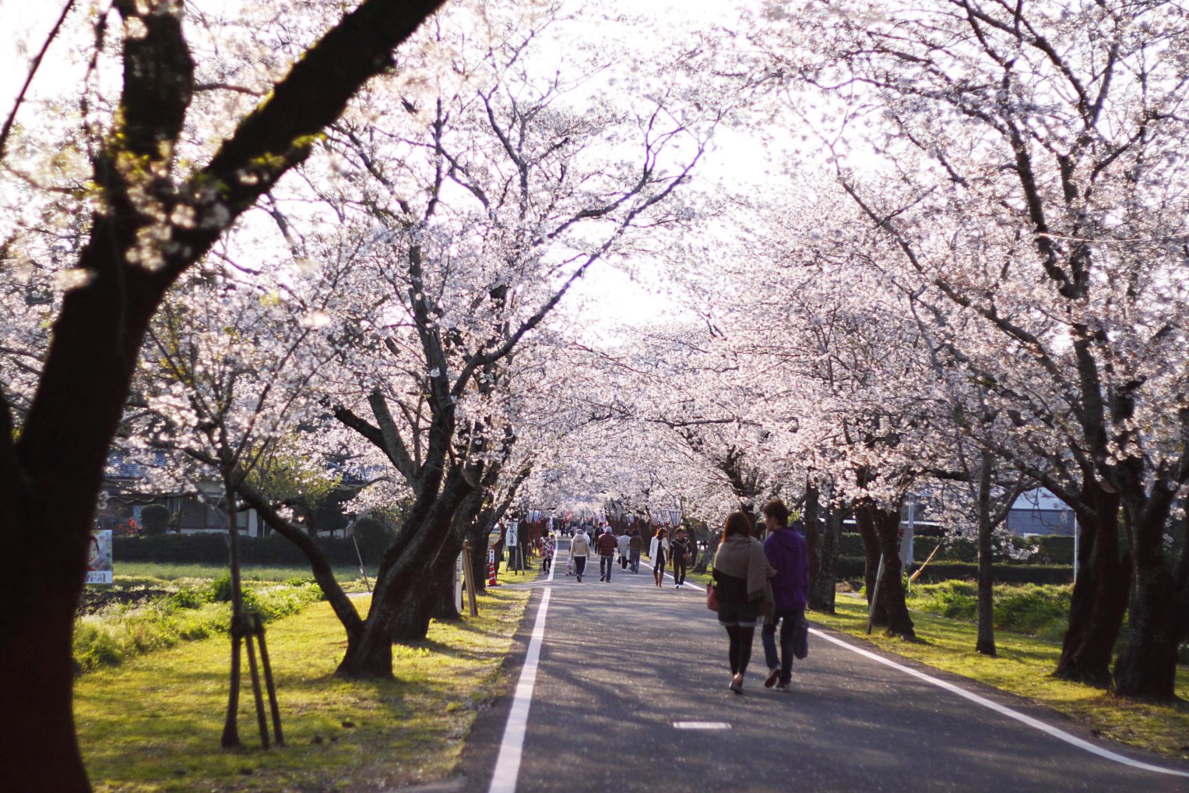【2025】第75回都城もちお桜まつり-2