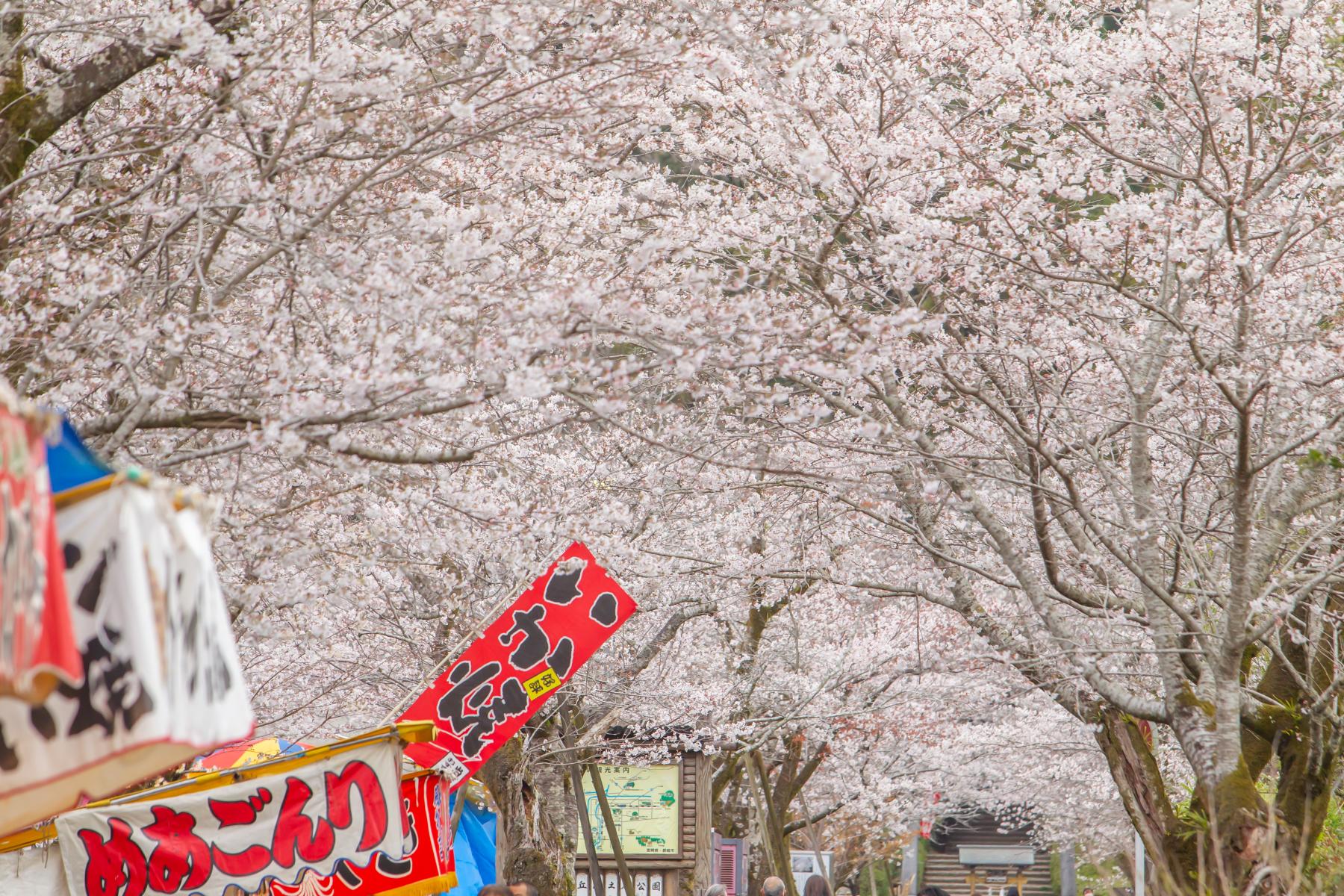 【終了】都城もちお桜まつり-1