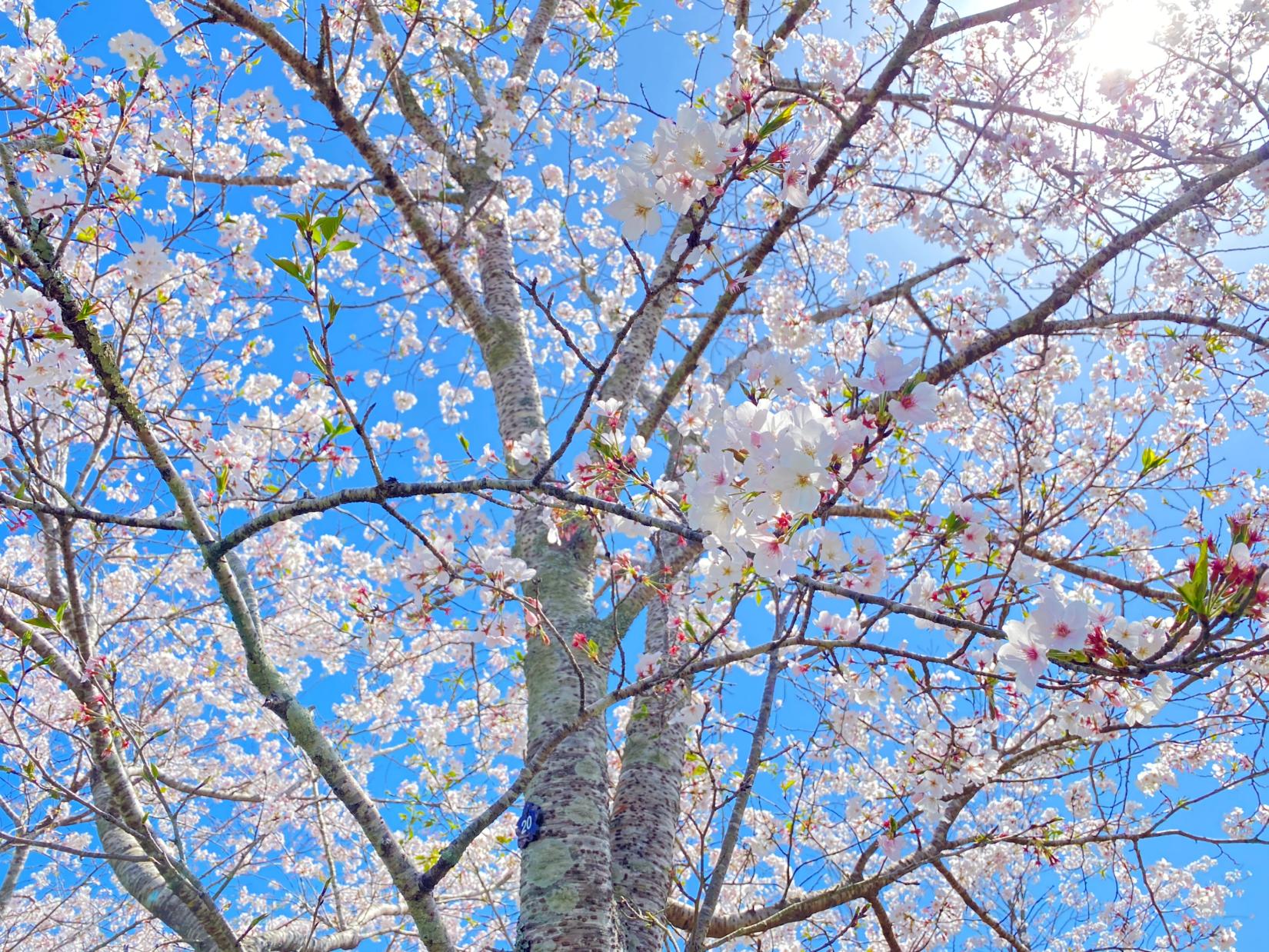 【終了】都城もちお桜まつり-5